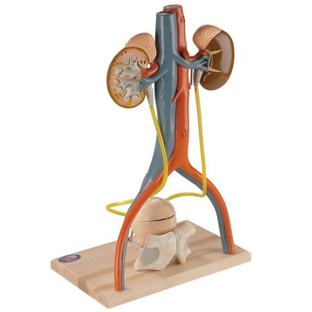 DENOYER-GEPPERT Anatomical Model, Urinary System Model 0145-00